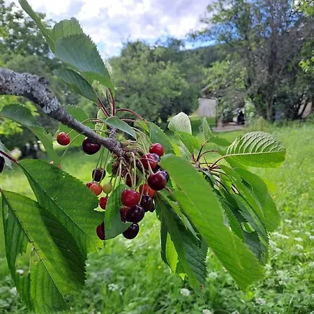 Daire Pod Vinogradi *