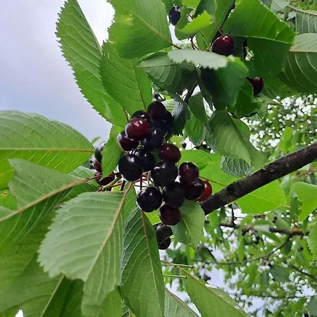 Pod Vinogradi Daire *