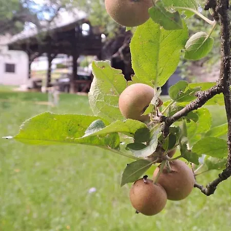 Apartament Pod Vinogradi