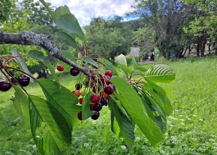 Appartamento Pod Vinogradi *