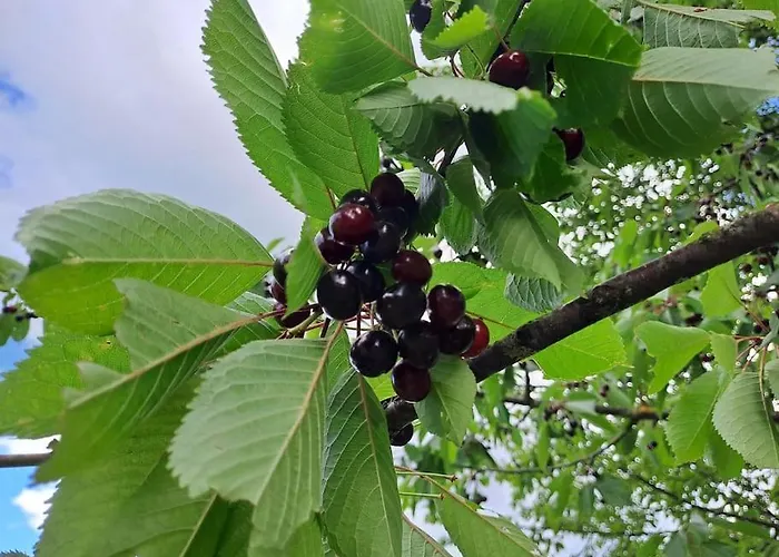 Pod Vinogradi Daire *